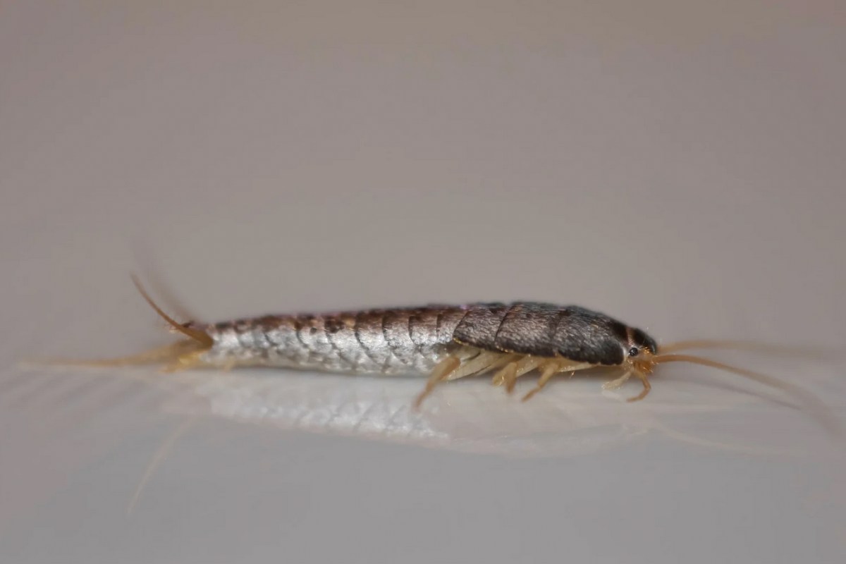 Pesciolino d'argento sul pavimento