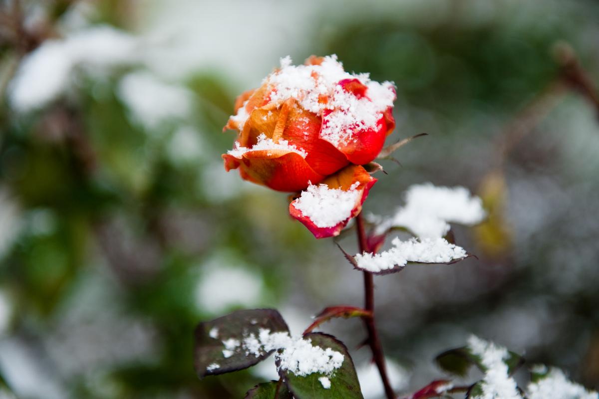 rosa rossa coperta da neve